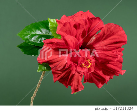 Double red hibiscus on a green background 117211324