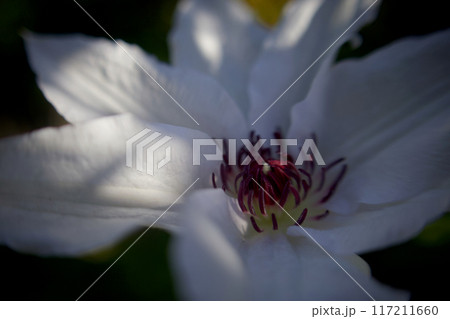 花びら（がく片）7枚のクレマチス・カザグルマの花。花言葉は「精神の美」「旅人の喜び」「甘い束縛」。 117211660