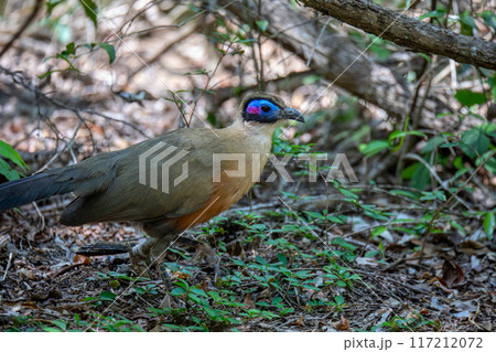 Bird Giant Coua, Coua gigas, Kirindy Forest, Madagascar Bird Giant Coua, Coua gigas, Kirindy Forest, Madagascar 117212072