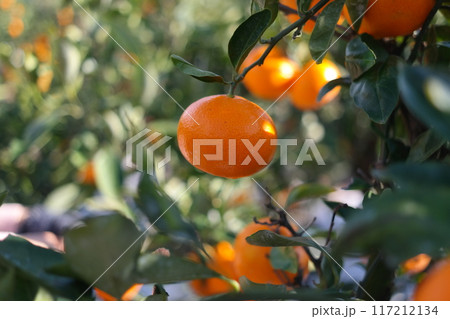 Ripe tangerines on a tree in the orchard. Ripe tangerines on a tree in the orchard. 117212134