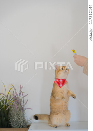 pet care concept with british cat stand and happy in cat house with white background 117212144