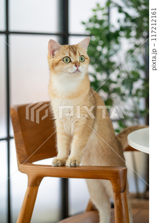pet acivity concept with british cat stand and relax see laptop in living room pet acivity concept with british cat stand and relax see laptop in living room 117212161