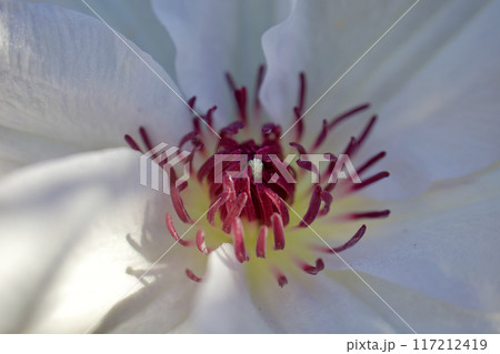 花びら(がく片)7枚のクレマチス・カザグルマの蕊。花言葉は「精神の美」「旅人の喜び」「甘い束縛」。 花びら(がく片)7枚のクレマチス・カザグルマの蕊。花言葉は「精神の美」「旅人の喜び」「甘い束縛」。 117212419