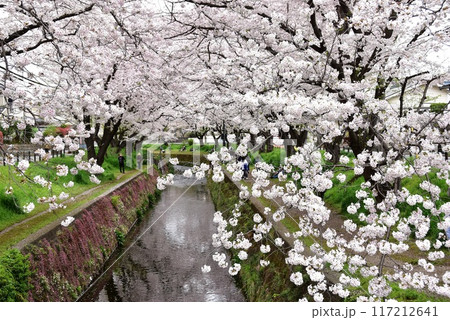 神奈川県大和市　千本桜の満開桜並木と引地川 117212641