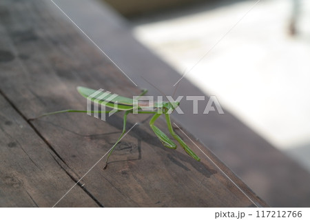 Mantis on a wooden floor in the garden 117212766