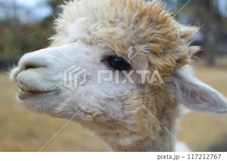 Close-up of alpaca head. Alpaca portrait. 117212767