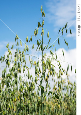 Oat plants with green seeds swaying in the breeze under clear blue sky. 117212821