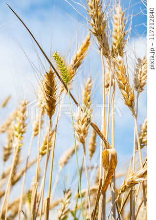 Close up of golden wheat ears against bright blue sky. 117212840