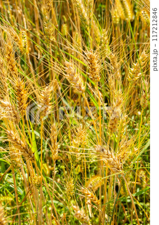 Close up view of golden wheat field with green grass interspersed under sunlight. 117212846