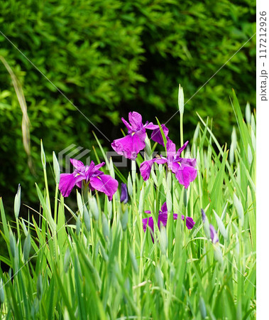 ハナショウブ ハナショウブ 117212926