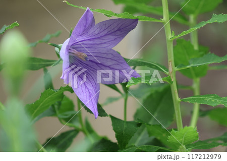 クローズアップ撮影した紫色のキキョウの花 クローズアップ撮影した紫色のキキョウの花 117212979
