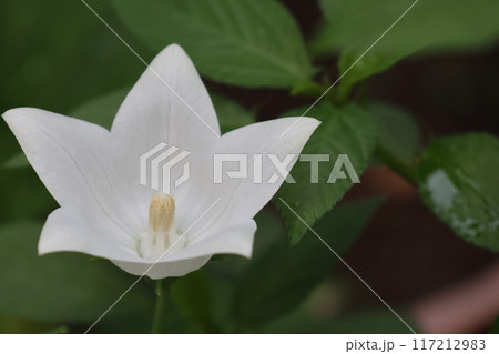 クローズアップ撮影した白いキキョウの花 117212983