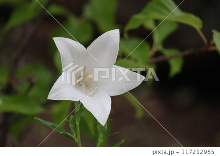 クローズアップ撮影した白いキキョウの花 117212985