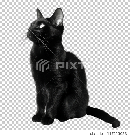 Black Cat Sitting Upward, Isolated Without Background, Looking Up. 117213028