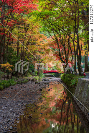 (静岡県)小國神社 木漏れ日の紅葉 (静岡県)小國神社 木漏れ日の紅葉 117213274