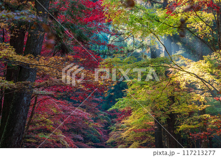 (静岡県)小國神社 木漏れ日の紅葉 (静岡県)小國神社 木漏れ日の紅葉 117213277