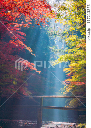 （静岡県）小國神社　木漏れ日の紅葉 117213278