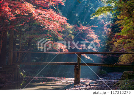 （静岡県）小國神社　木漏れ日の紅葉 117213279