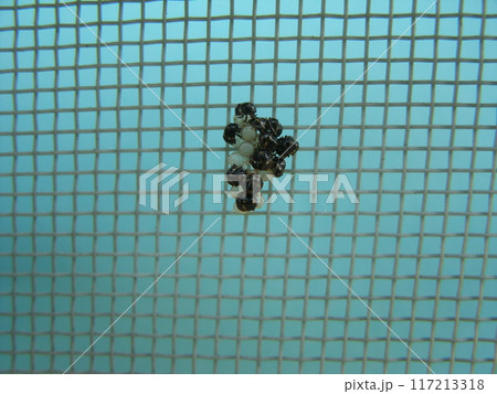 網戸に産み付けられた卵から孵化した黒っぽいカメムシ達 117213318