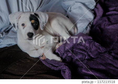 young puppy lying down posing for the camera 117213518