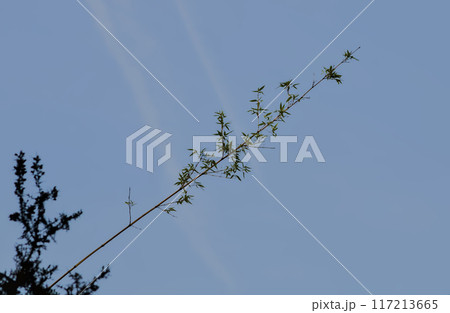 young leaning branch on blue background 117213665