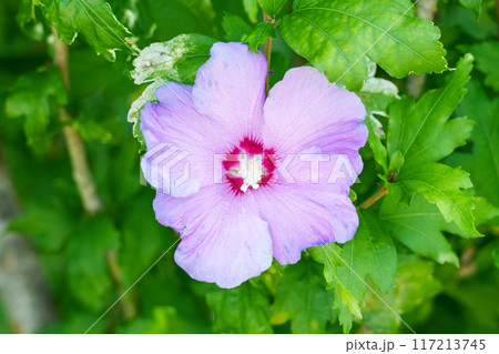 Close-up of a single purple hibiscus syriacus flower among green lush foliage 117213745