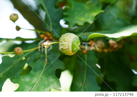 Summer oak tree with small young acorn and lush green leaves in sunny woodland close up Summer oak tree with small young acorn and lush green leaves in sunny woodland close up 117213746