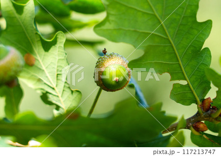Small acorns develops on oak trees during the vibrant summer season. Leaves rustle gently in the breeze in sunny day Small acorns develops on oak trees during the vibrant summer season. Leaves rustle gently in the breeze in sunny day 117213747