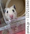 こっちを向くハムスター 117213840