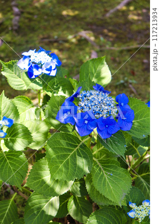 【京都風景】勧修寺　気品あふれる紫陽花 117213934