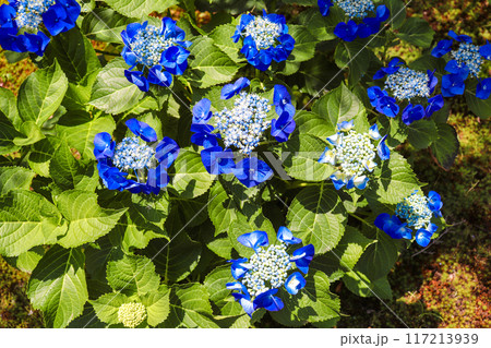 【京都風景】勧修寺 気品あふれる紫陽花 【京都風景】勧修寺 気品あふれる紫陽花 117213939