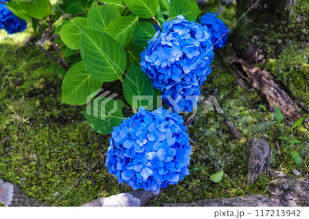 【京都風景】勧修寺　気品あふれる紫陽花 117213942