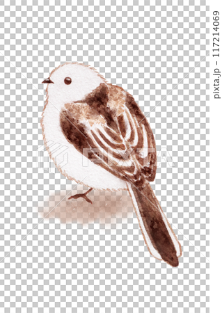 シマエナガ 117214069