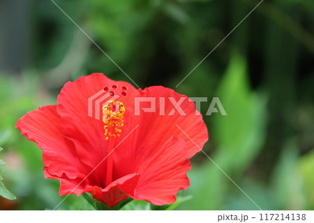 クローズアップ撮影した赤いハイビスカスの花 クローズアップ撮影した赤いハイビスカスの花 117214138