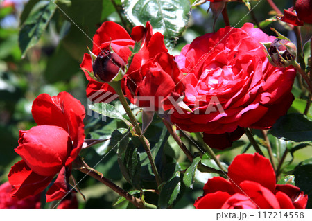 福岡県久留米市　石橋文化センターの満開のバラ園 117214558