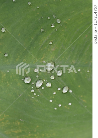 クローズアップ撮影したサトイモの葉と水玉 117214757