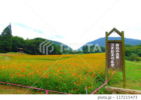 満開のコスモス 秋桜 コスモスベルグ 面白山高原 山形市 満開のコスモス 秋桜 コスモスベルグ 面白山高原 山形市 117215473