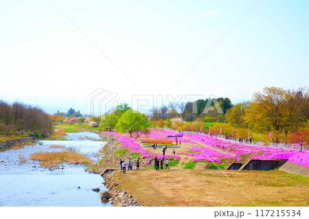 芝桜 シバザクラ しばざくら 立谷川 桜 山形市 芝桜 シバザクラ しばざくら 立谷川 桜 山形市 117215534
