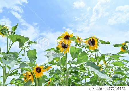 元気に咲くヒマワリと爽やかな夏の空 元気に咲くヒマワリと爽やかな夏の空 117216581