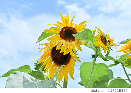 元気に咲くヒマワリと爽やかな夏の空 117216582