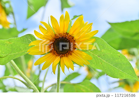 元気に咲くヒマワリと爽やかな夏の空 117216586