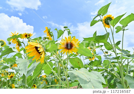 元気に咲くヒマワリと爽やかな夏の空 117216587
