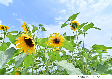 元気に咲くヒマワリと爽やかな夏の空 117216588