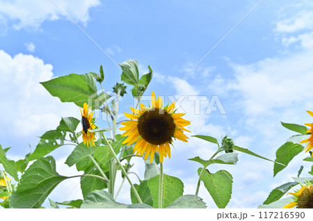 元気に咲くヒマワリと爽やかな夏の空 元気に咲くヒマワリと爽やかな夏の空 117216590