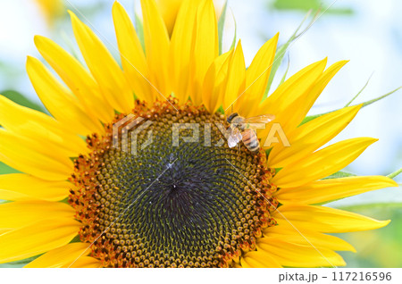 元気に咲くヒマワリと爽やかな夏の空 117216596