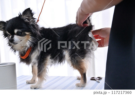 犬の肛門腺絞り　トリミング　グルーミング　チワワ　 117217360