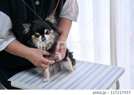 犬の爪切り　トリミング　グルーミング　チワワ　 117217437