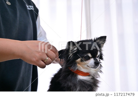 犬のブラッシング トリミング グルーミング チワワ 犬のブラッシング トリミング グルーミング チワワ 117217479