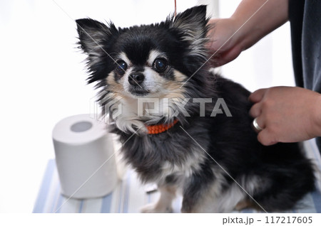 犬のこうもトリミング グルーミング チワワ 犬のこうもトリミング グルーミング チワワ 117217605