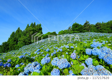 宮城県気仙沼市松崎外ヶ沢　紫陽花名所の赤坂公衆園の斜面を埋める満開の青いアジサイと青空 117217620
